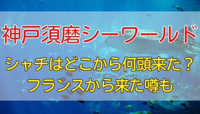 神戸須磨シーワールドのシャチはどこから何頭来た？フランスから来た噂は本当？